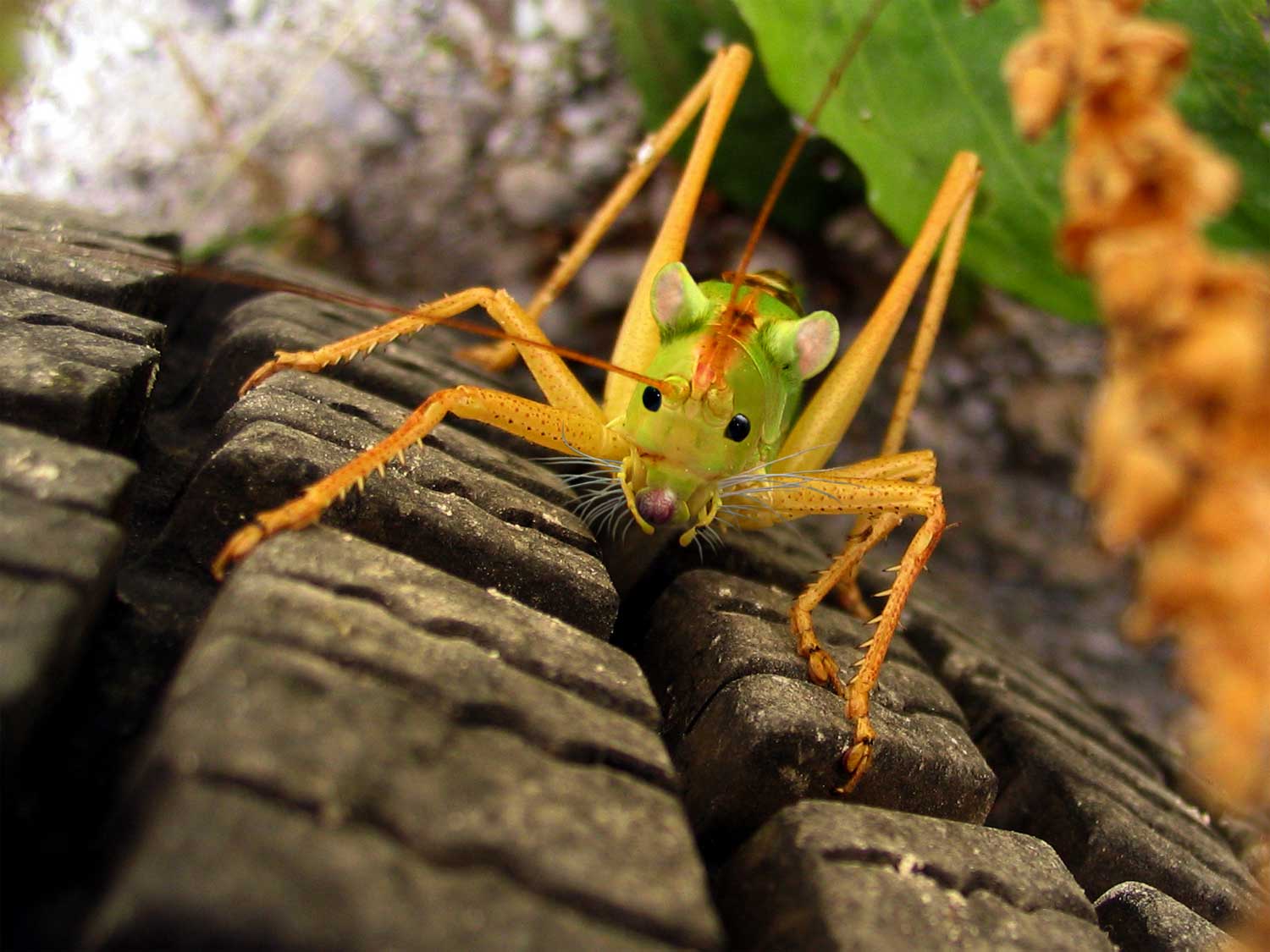 Photoshop Design by MrMouse for DesignCrowd (Community Contests) | Design #9081910