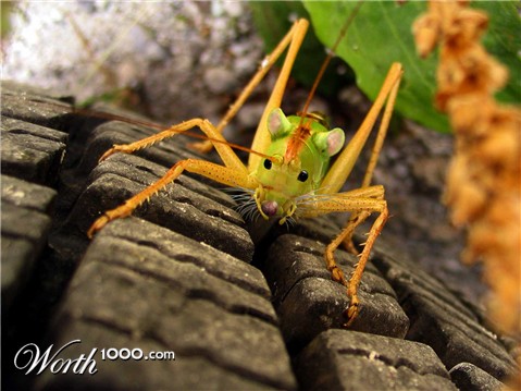 Photoshop Design by MrMouse