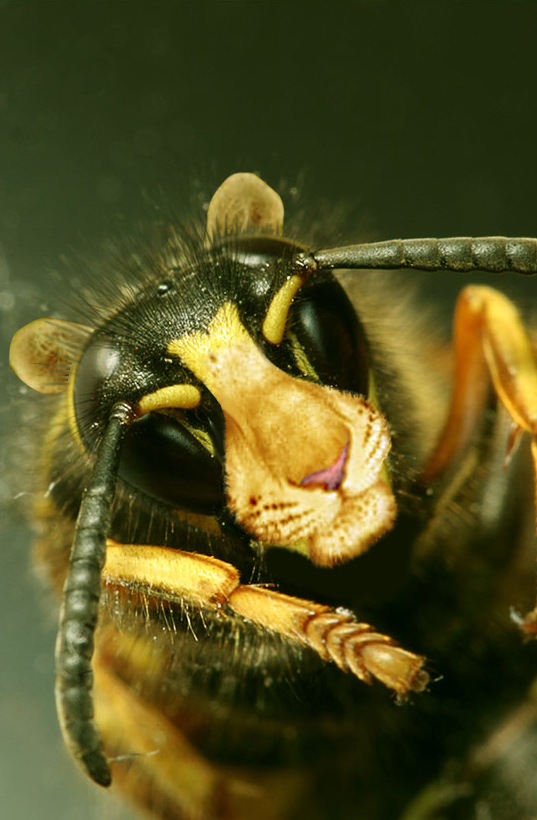 Photoshop Design by A. Luiza for DesignCrowd (Community Contests) | Design #9081890