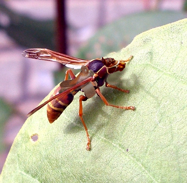 Design Photoshop par pistike pour DesignCrowd (Community Contests) | Design #9081909