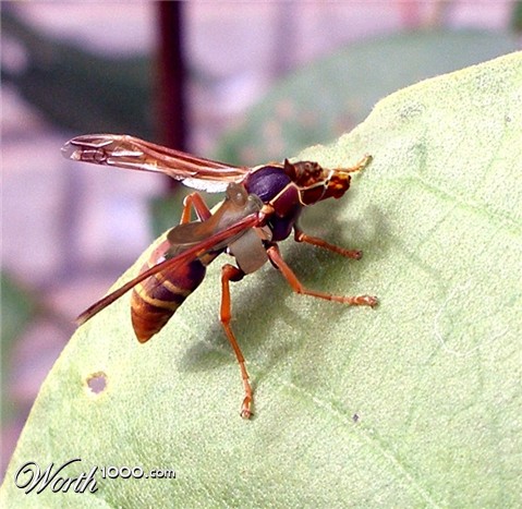 Photoshop Design by pistike