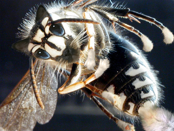 Photoshop Design by jayjay007 for DesignCrowd (Community Contests) | Design #9081904