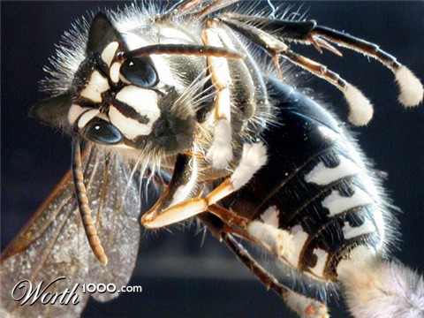 Photoshop Design by jayjay007