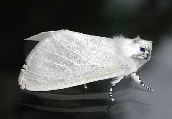 Design Photoshop par HeatherB pour DesignCrowd (Community Contests) | Design #9081865