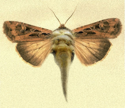 Photoshop Design by vintageskin for DesignCrowd (Community Contests) | Design #9082023