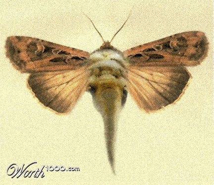 Photoshop Design by vintageskin