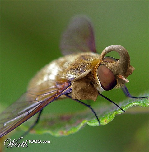 Photoshop Design by msNicole