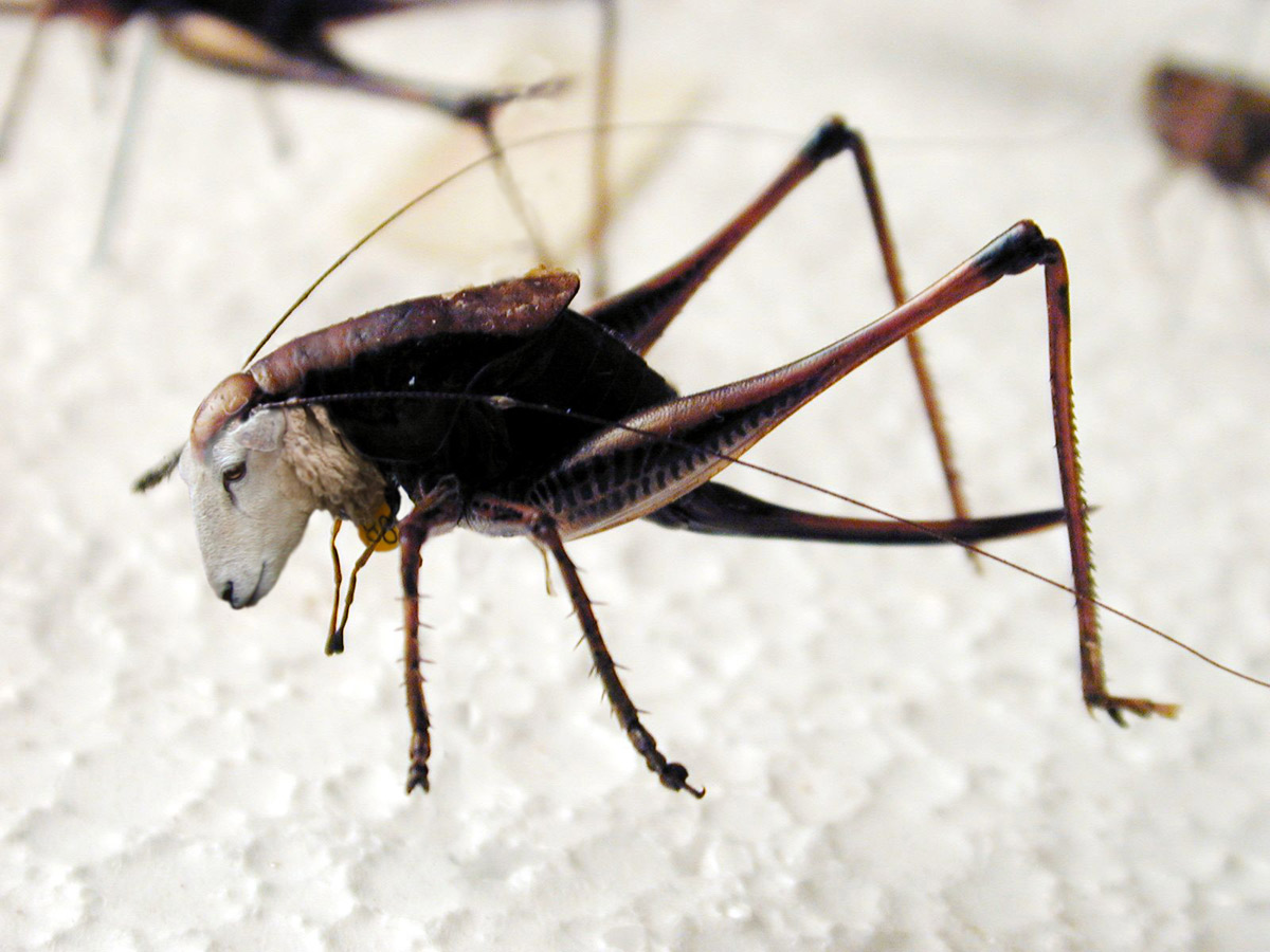 Photoshop Design by Shadowalker for DesignCrowd (Community Contests) | Design #9082048