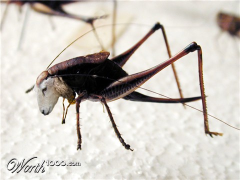 Photoshop Design by Shadowalker