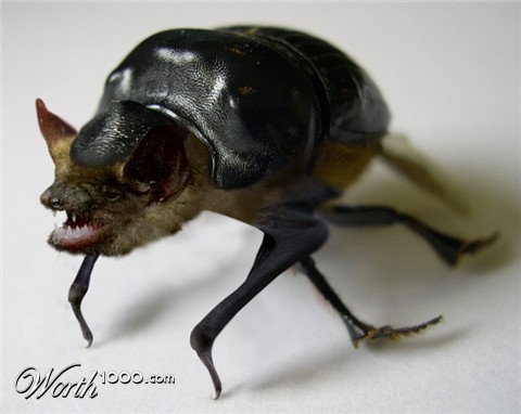 Photoshop Design by IceDesign