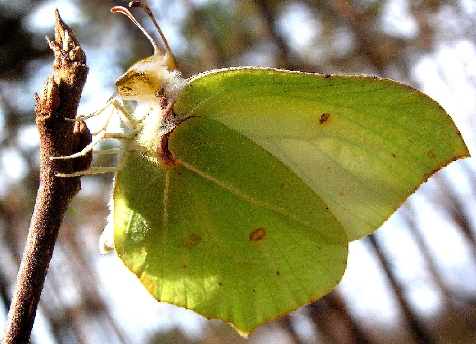 Photoshop Design by bif248 for DesignCrowd (Community Contests) | Design #9082025