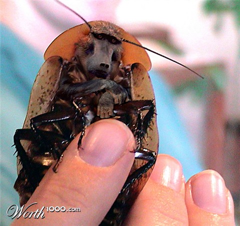 Photoshop Design by eduj65