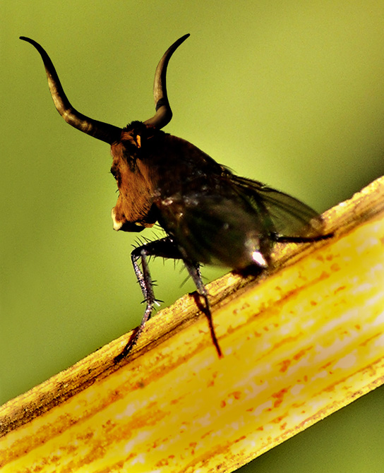 Photoshop Design by Mohave for DesignCrowd (Community Contests) | Design #9082052