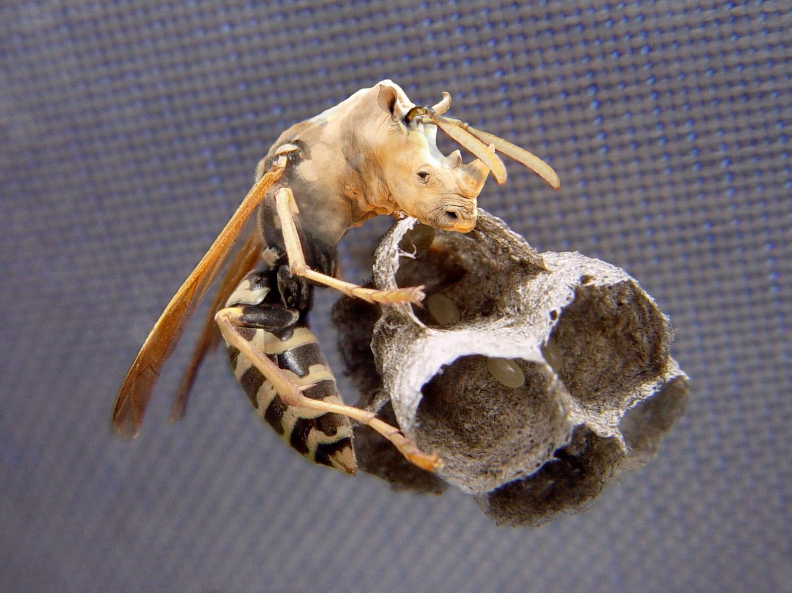 Photoshop Design by foreheadvcr for DesignCrowd (Community Contests) | Design #9082063