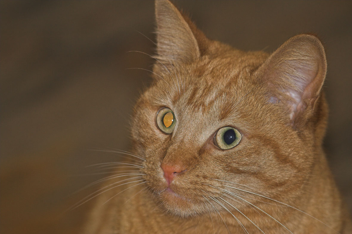 Photoshop Design by steveNewby for DesignCrowd (Community Contests) | Design #9084060