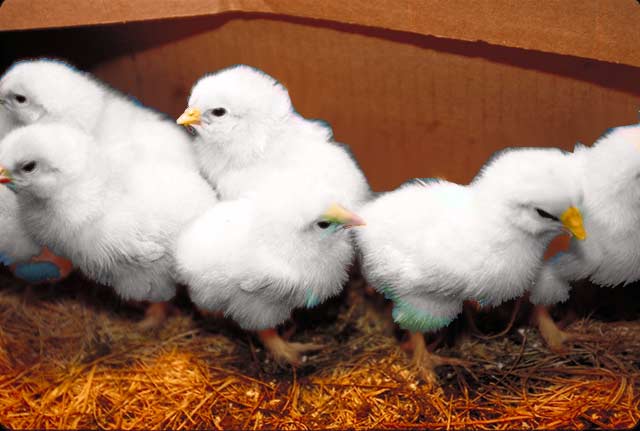 Diseño de Photoshop por madgen para DesignCrowd (Community Contests) | Diseño #9084101