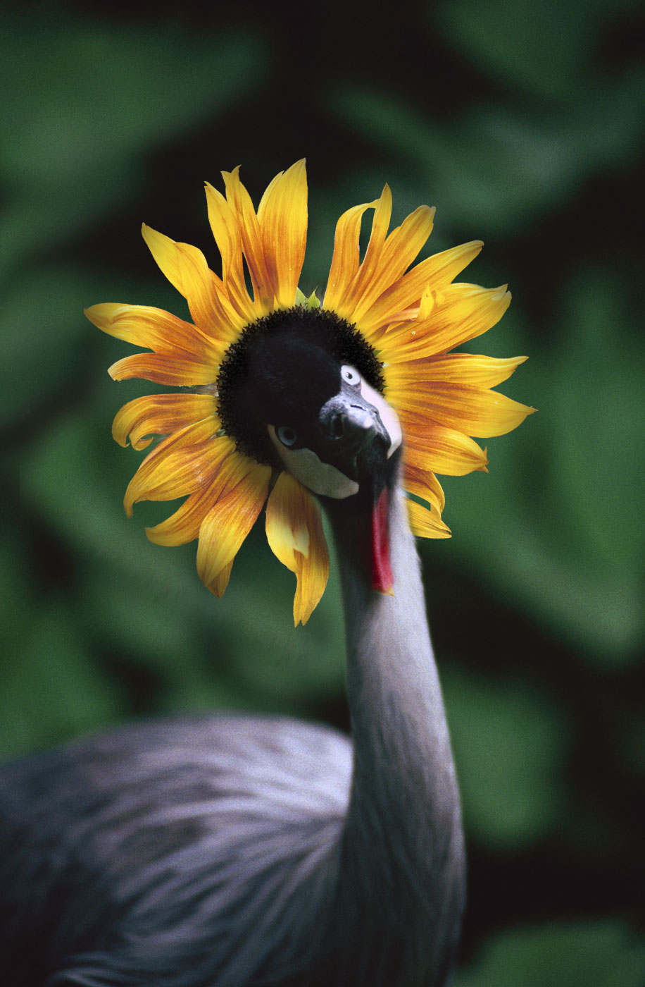 Photoshop Design by damonfreemanza for DesignCrowd (Community Contests) | Design #9079568