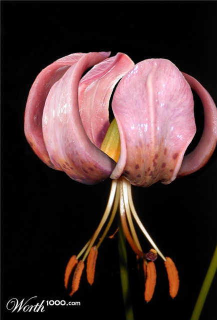 Photoshop Design by hotweaselsoup