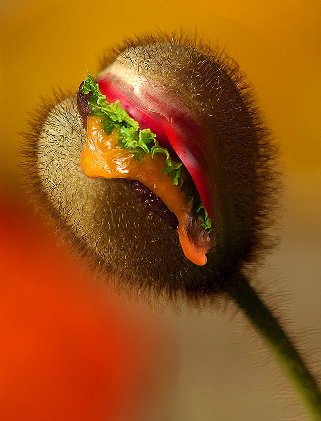 Photoshop Design by chris_ for DesignCrowd (Community Contests) | Design #9079550