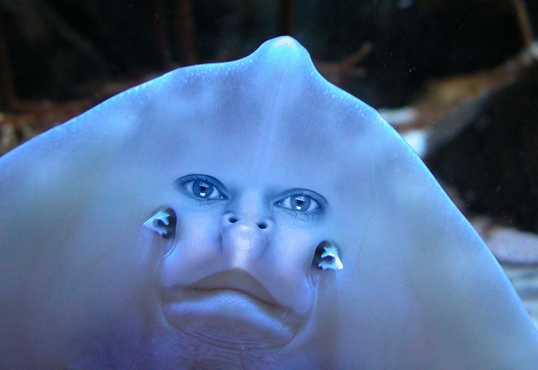 Photoshop-Design von echoburst für DesignCrowd (Community Contests) | Design #9082004