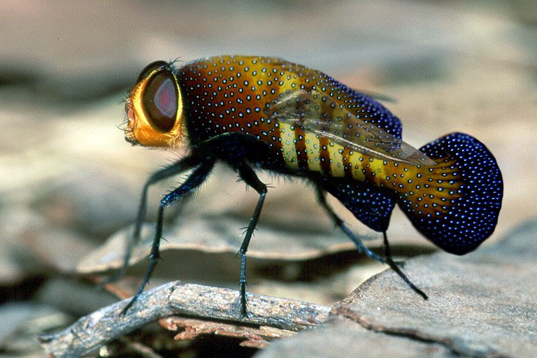 Photoshop-Design von philiater1 für DesignCrowd (Community Contests) | Design #9082033