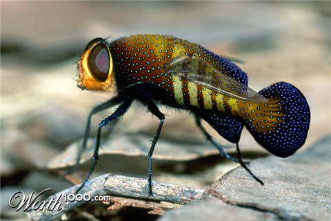 Photoshop Design by philiater1