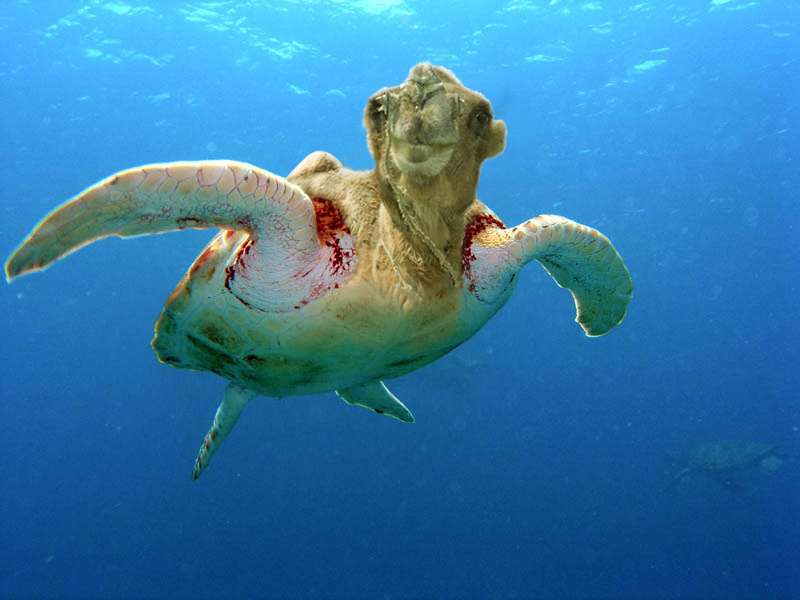 Photoshop Design by A. Luiza for DesignCrowd (Community Contests) | Design #9082026