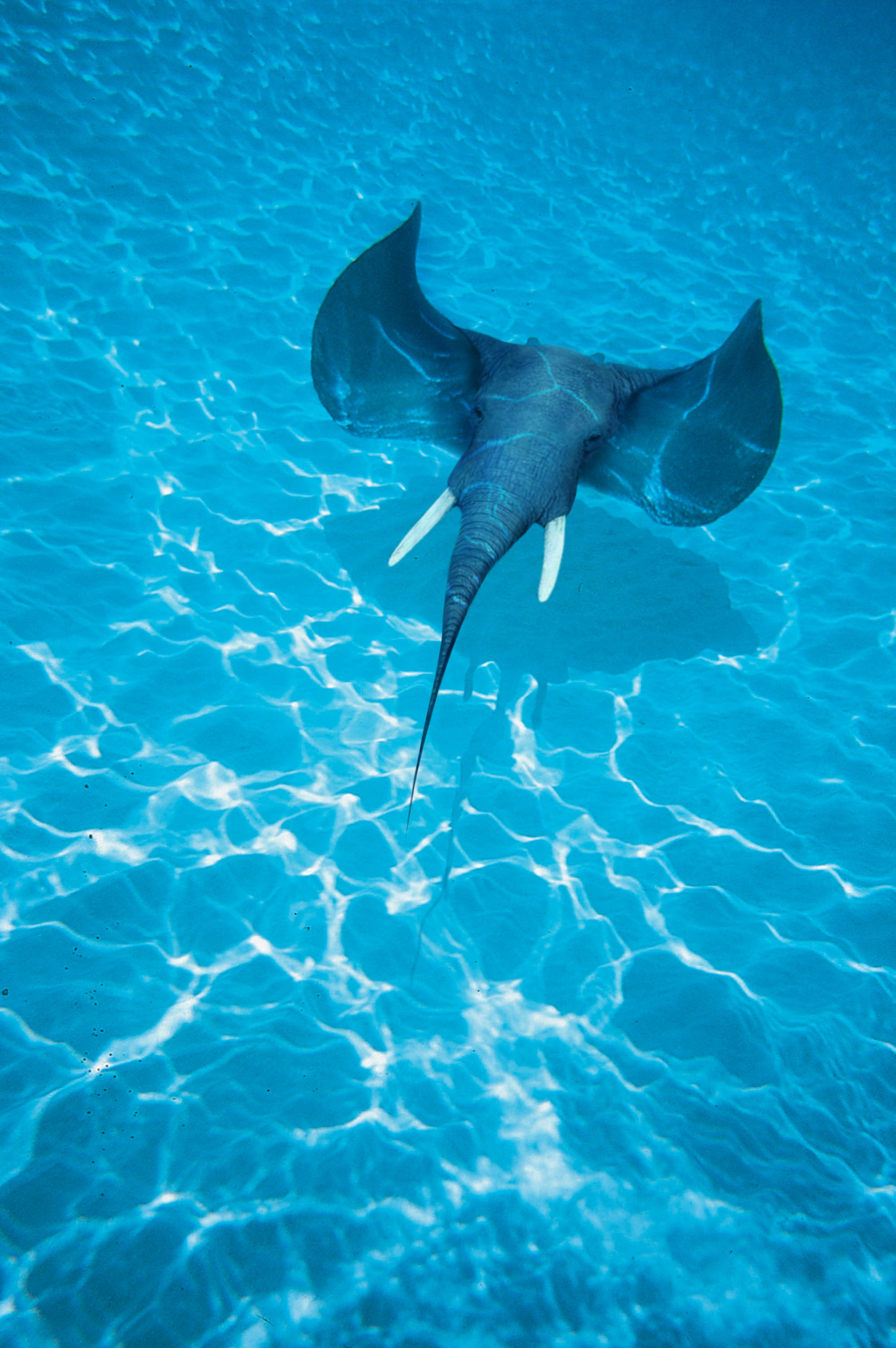 Photoshop-Design von rafvdv für DesignCrowd (Community Contests) | Design #9082056