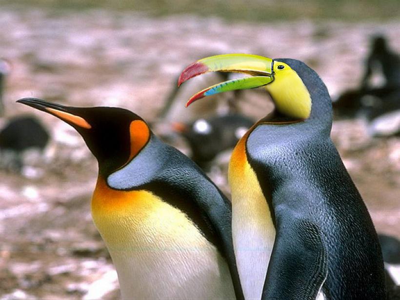 Photoshop Design by Schapie for DesignCrowd (Community Contests) | Design #9082079