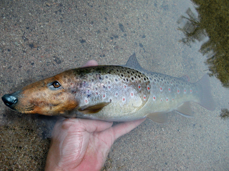 Photoshop Design by ariel9 for DesignCrowd (Community Contests) | Design #9082090