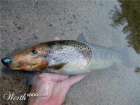 Photoshop Design by ariel9