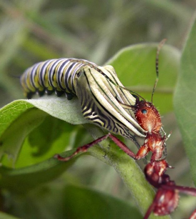 Photoshop Design by FlashDaz for DesignCrowd (Community Contests) | Design #9082263