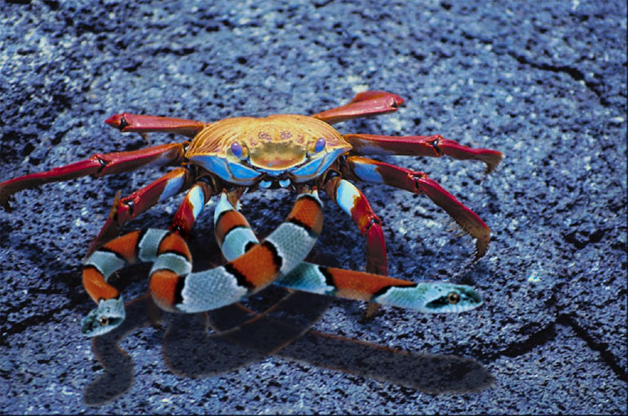 Photoshop Design by spiraleye for DesignCrowd (Community Contests) | Design #9082267