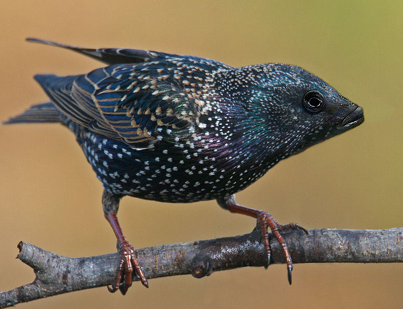 Photoshop Design by Cj for DesignCrowd (Community Contests) | Design #9082118