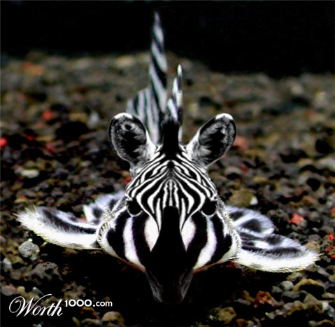 Photoshop Design by Ziaphra