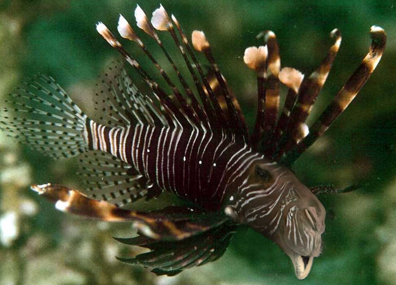 Diseño de Photoshop por despiris para DesignCrowd (Community Contests) | Diseño #9082317