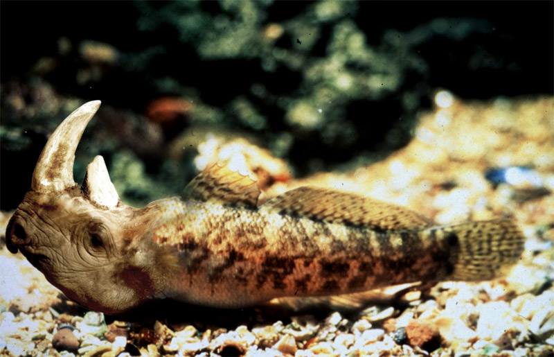 Photoshop-Design von zenit47 für DesignCrowd (Community Contests) | Design #9082421