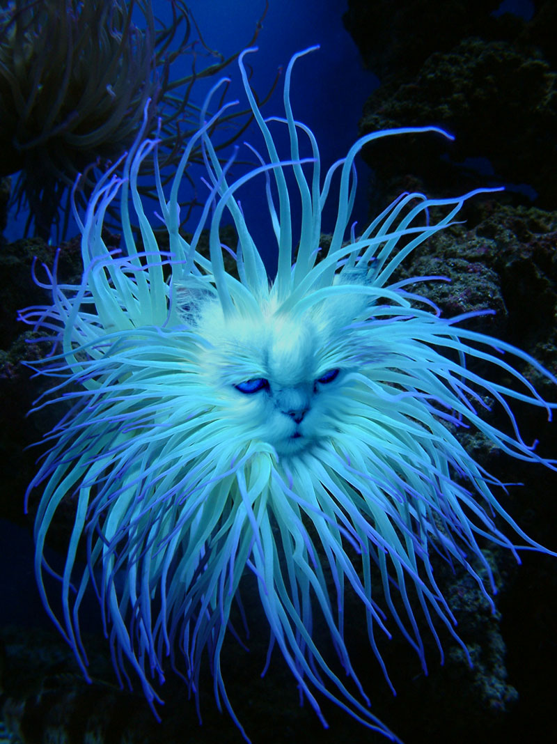 Photoshop-Design von hotweaselsoup für DesignCrowd (Community Contests) | Design #9082391