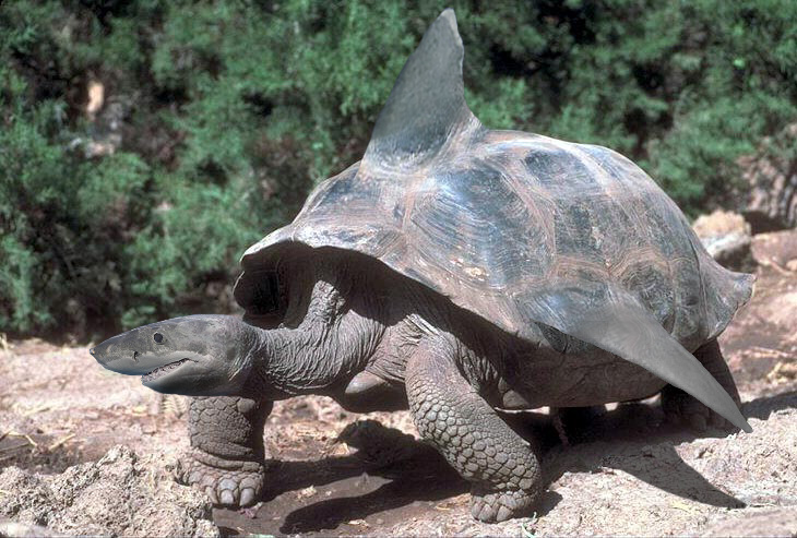 Photoshop Design by foreheadvcr for DesignCrowd (Community Contests) | Design #9082357