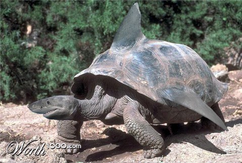 Photoshop Design by foreheadvcr