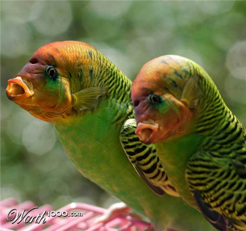 Photoshop Design by Dziedzic