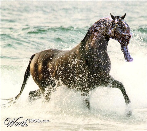 Photoshop Design by msfrigyfrog