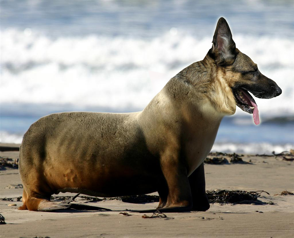 Photoshop Design by guerrero2684 for DesignCrowd (Community Contests) | Design #9082446