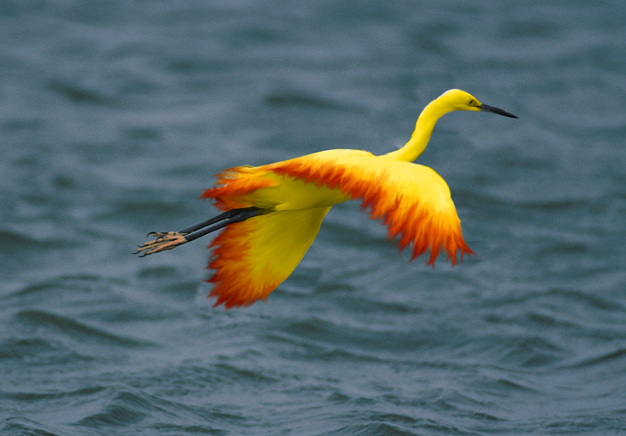 Photoshop Design by AggyHead for DesignCrowd (Community Contests) | Design #9079687