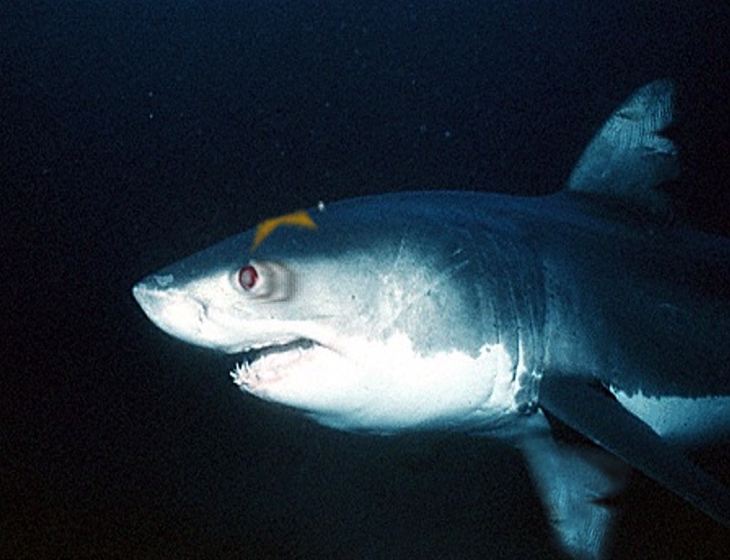 Diseño de Photoshop por Malicai para DesignCrowd (Community Contests) | Diseño #9079791