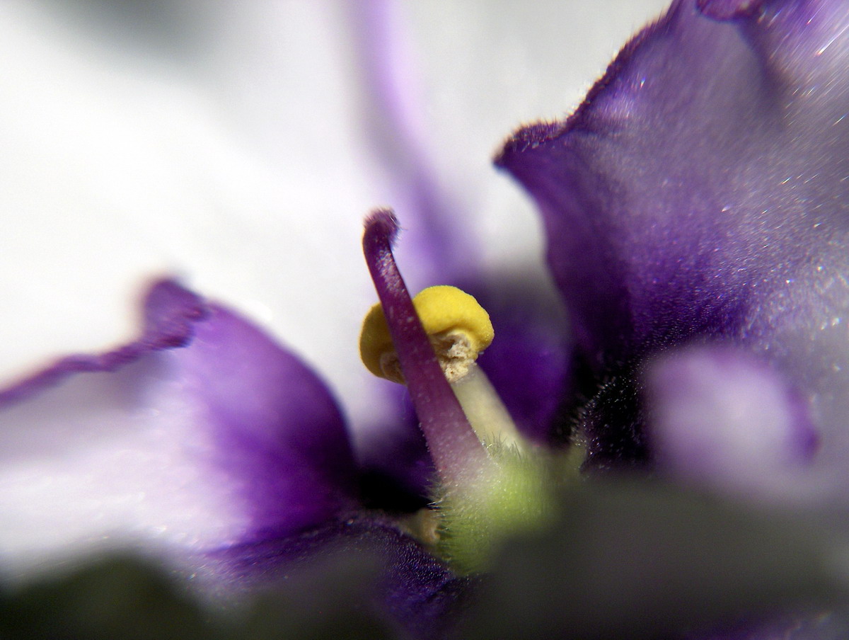 Photography by UNIquelyCanadian for DesignCrowd (Community Contests) | Design #9078726