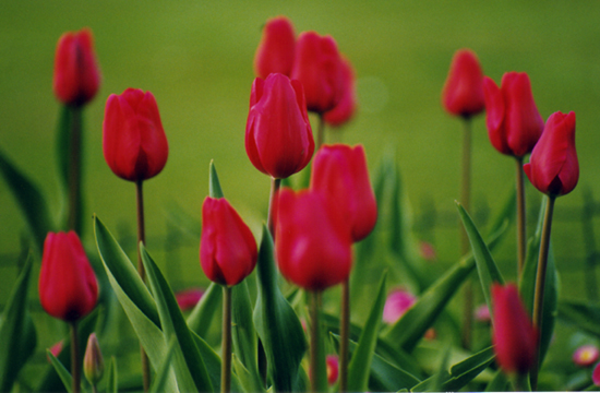 Fotografie von kimbomac für DesignCrowd (Community Contests) | Design #9078736