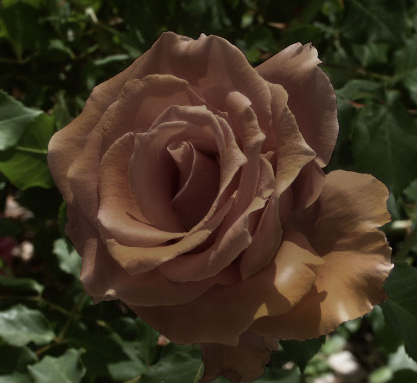 Photoshop Design by Pelican for DesignCrowd (Community Contests) | Design #9079982