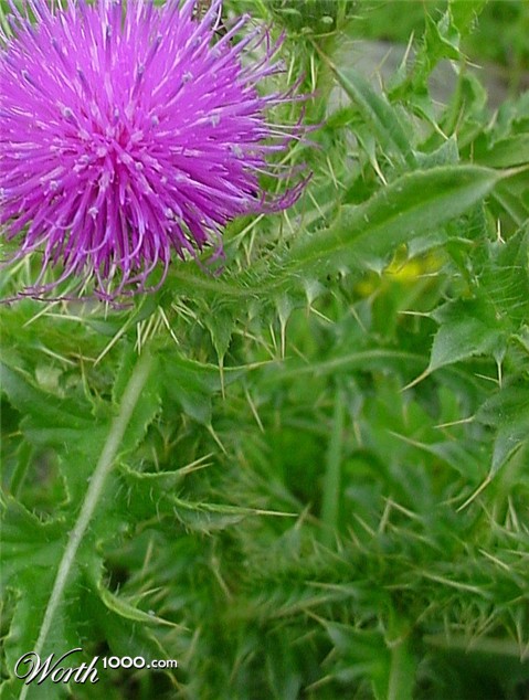 Photography by whitewhale