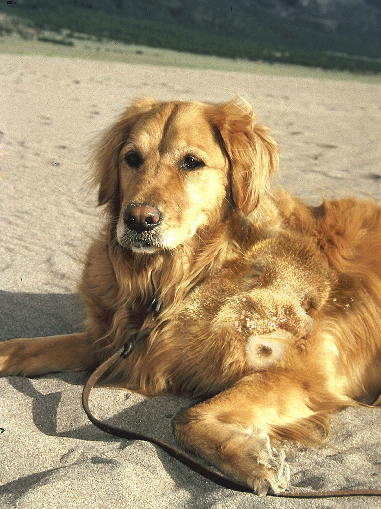 Photoshop Design by RoyanV for DesignCrowd (Community Contests) | Design #9074671